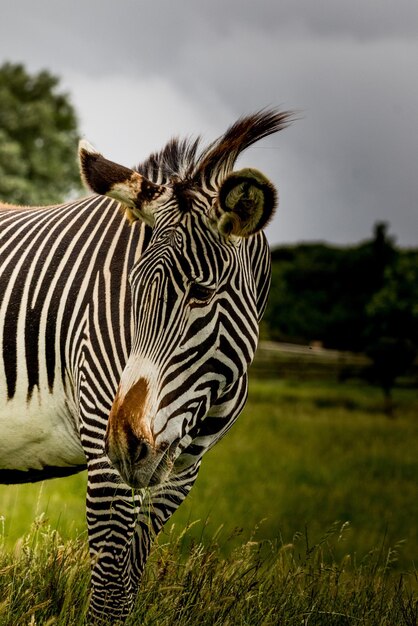 Zebras auf einem Feld