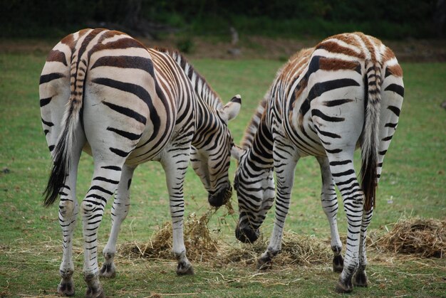 Foto zebras auf einem feld