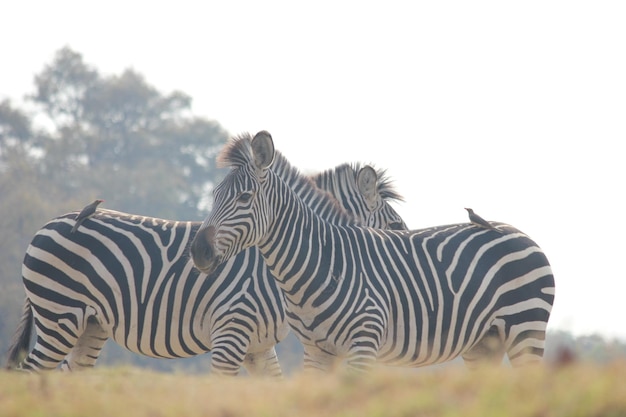 Foto zebras auf einem feld