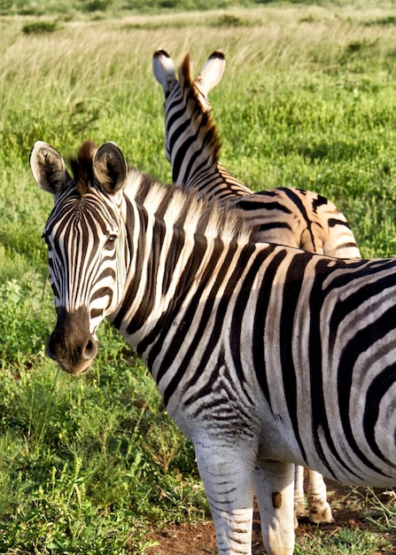 Zebras auf einem Feld