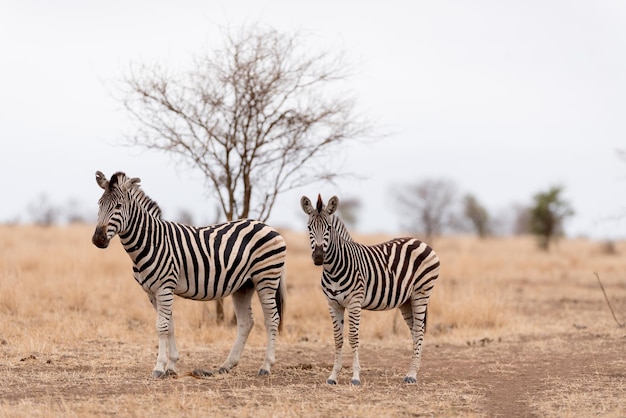 Zebras auf einem Feld