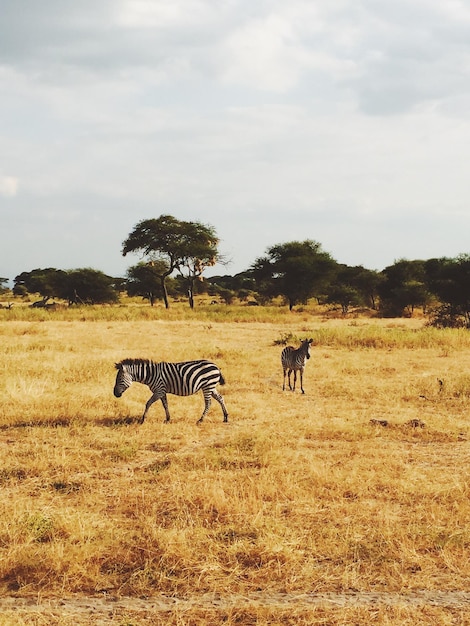 Zebras auf grasbewachsenem Feld gegen den Himmel