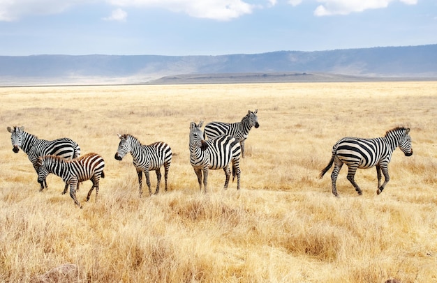 Zebras auf Grasland Savanne in Afrika Masai Mara Nationalpark Kenia afrikanische Tierwelt und Safari