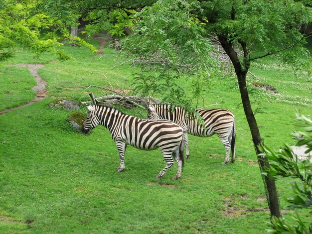 Zebras auf grünem Feld