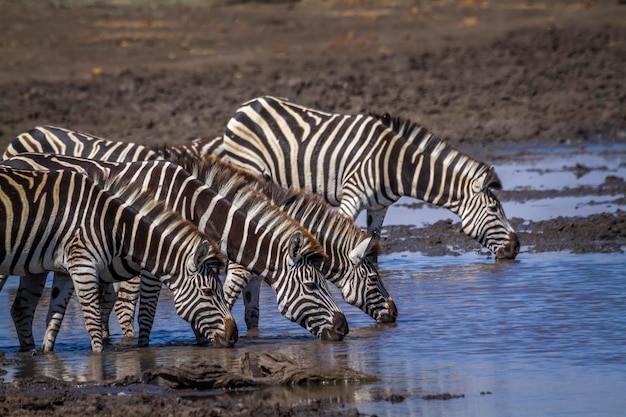 Zebras bebendo água do lago