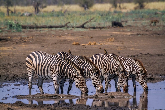 Zebras bebendo água do lago