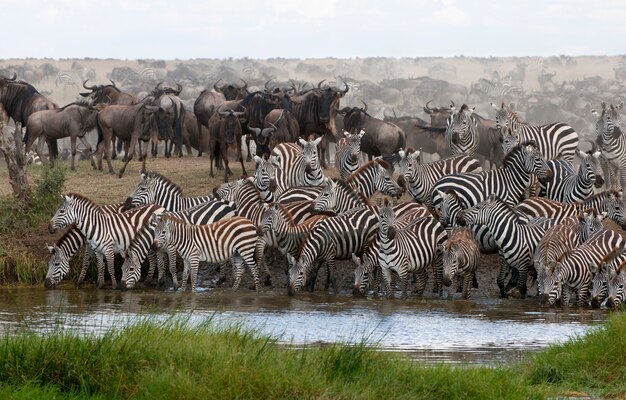 Zebras bebendo no Parque Nacional Serengeti