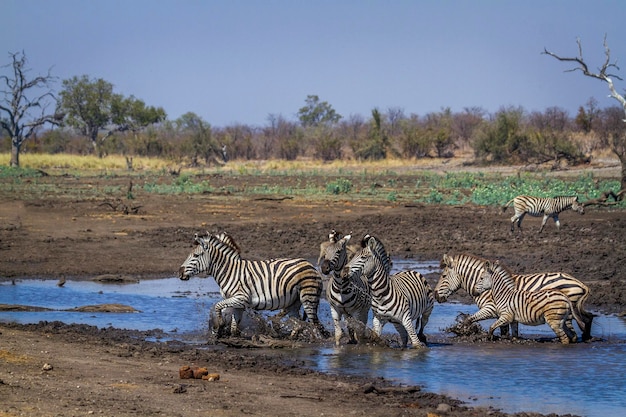 Zebras caminhando no lago