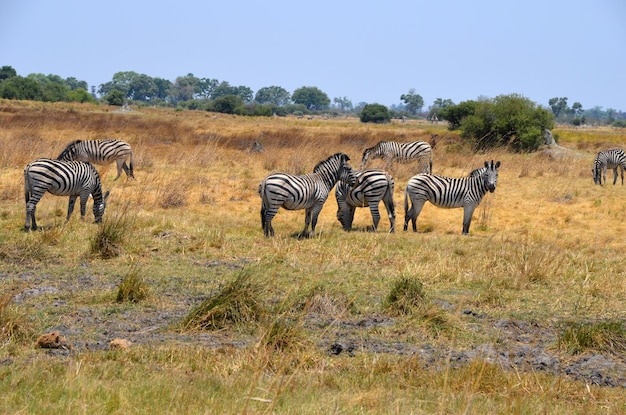 Zebras en el campo contra el cielo