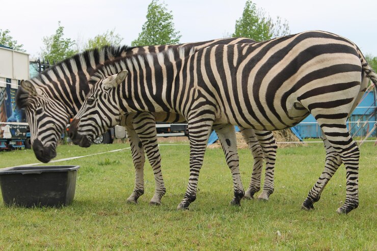 Foto zebras en un campo