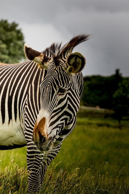 Foto zebras en un campo