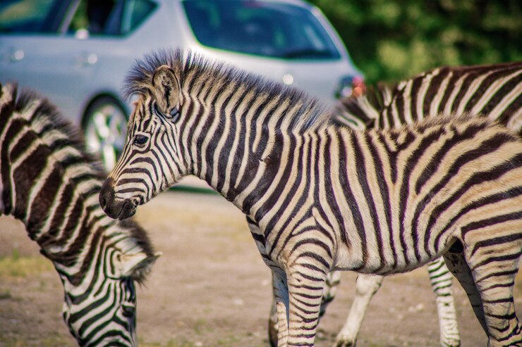 Foto zebras en un campo
