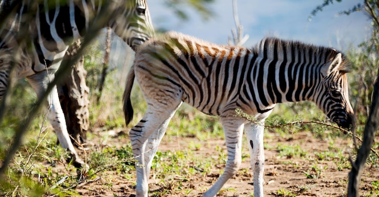 Foto zebras en un campo