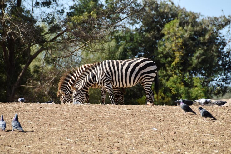 Foto zebras en un campo