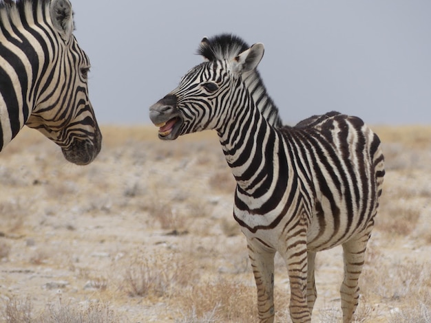 Zebras contra o céu