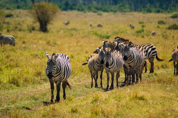 Zebras, die auf dem Feld spazieren gehen