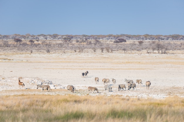 Zebras, die im Busch, afrikanische Savanne weiden lassen. Wildlife Safari, Etosha National Park, Wildreservate, Namibia, Afrika.