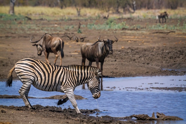 Zebras e gnus no parque nacional