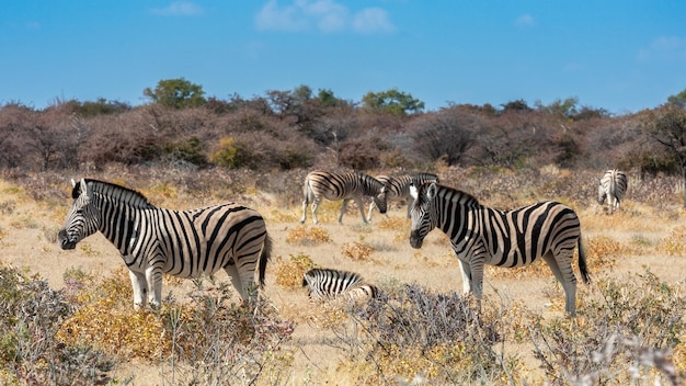 Zebras em repouso e pastando