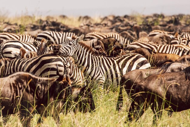 Foto zebras y gnues en un campo