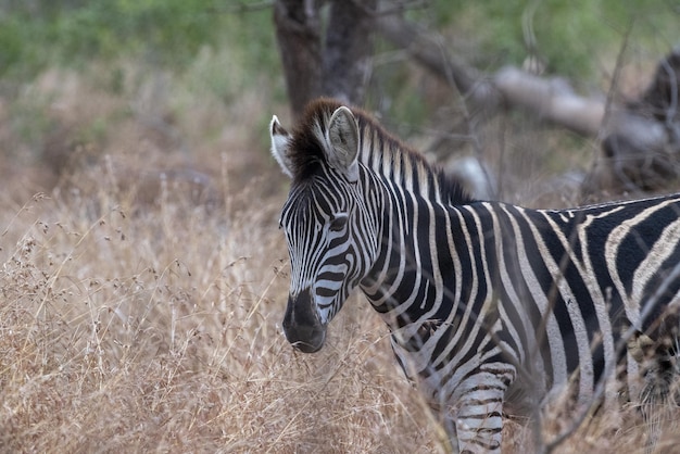 Zebras im Krüger-Nationalpark, Südafrika