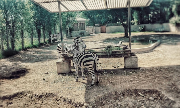 Foto zebras im zoo