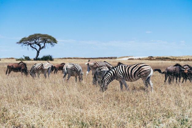Zebras in der Landschaft gegen den Himmel
