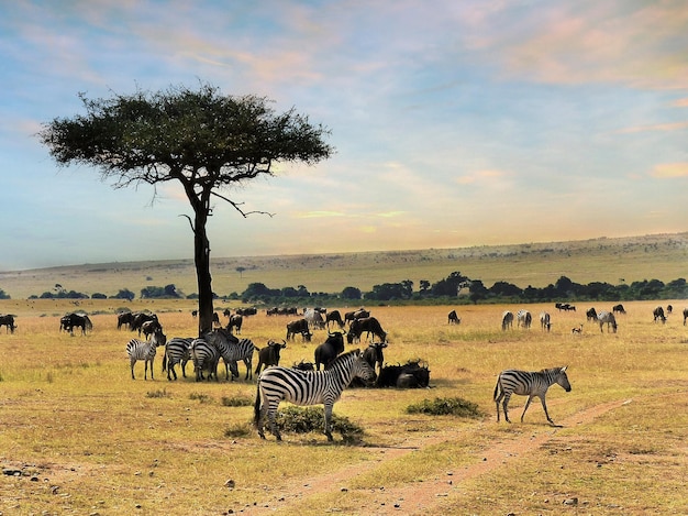 Zebras in der Landschaft gegen den Himmel