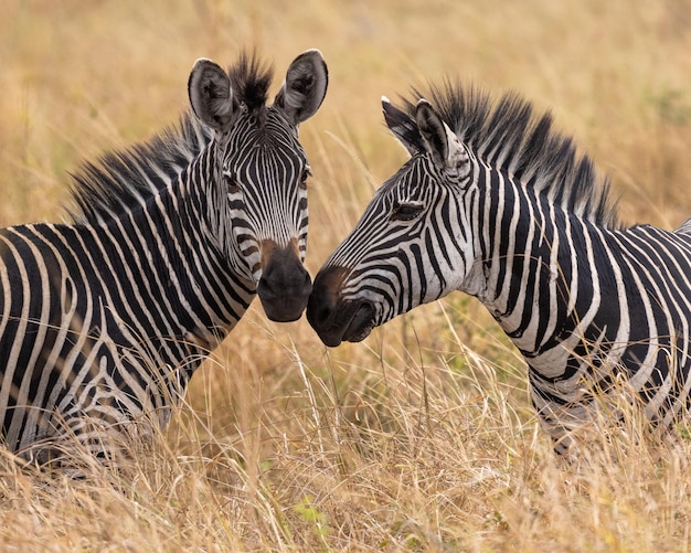 Zebras in der savanne von mikumi