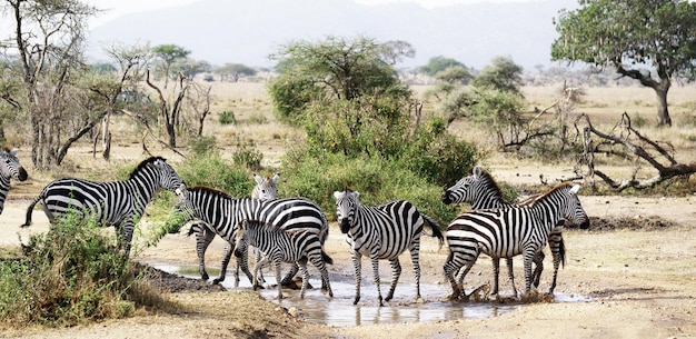 Zebras in der Wildnis