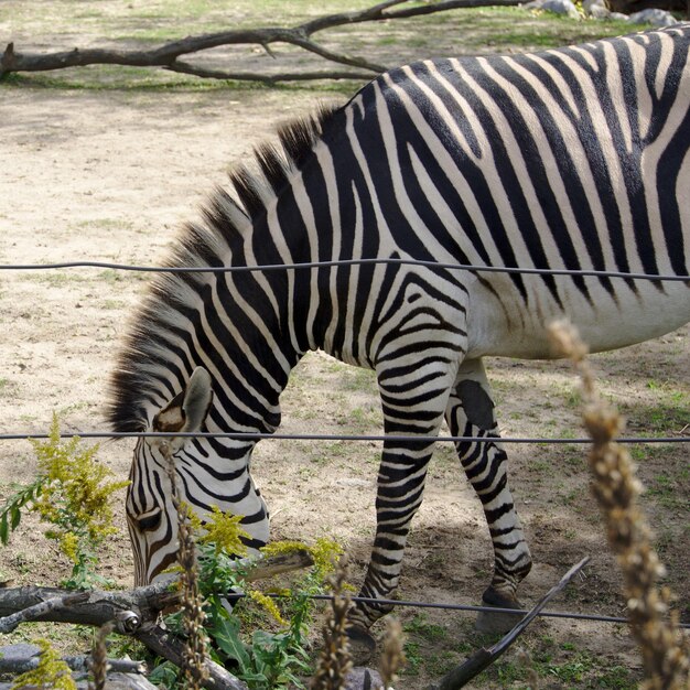 Foto zebras in einem zoo