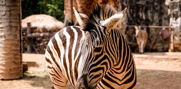 Foto zebras in einem zoo