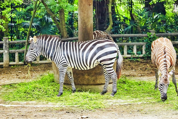 Zebras in ihrem natürlichen Lebensraum. Nationaler Wald.