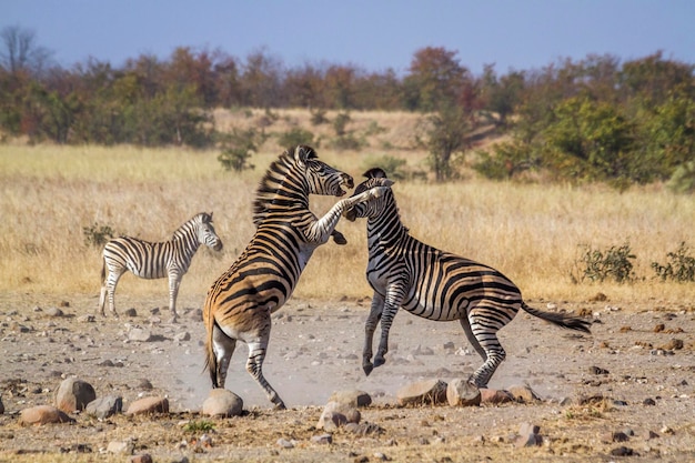 Zebras kämpfen an Land