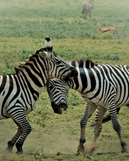 Foto zebras luchando en el campo