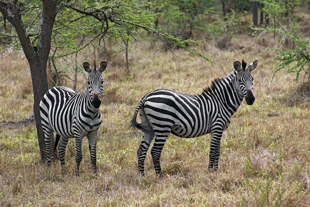 Zebras na África