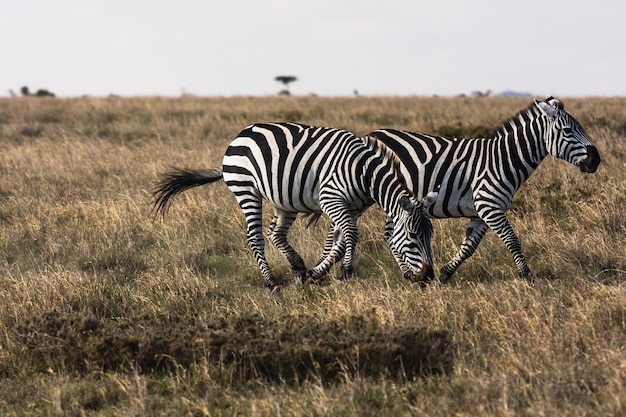 Zebras na savana. zebras sociáveis. masai mara, quênia