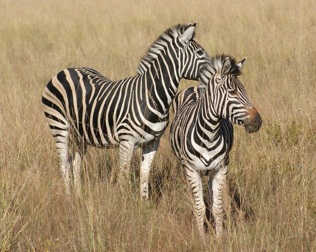 Zebras na savana