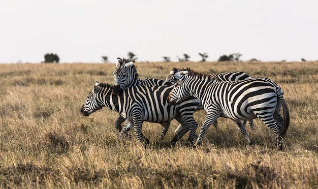 Zebras na savana