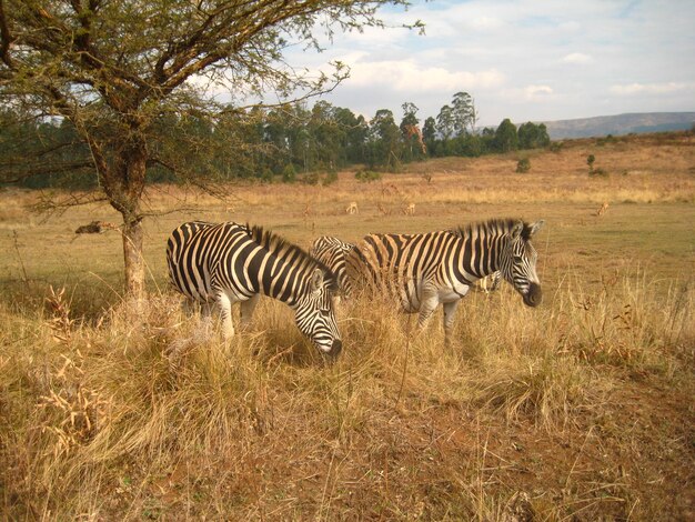 Foto zebras no campo contra o céu