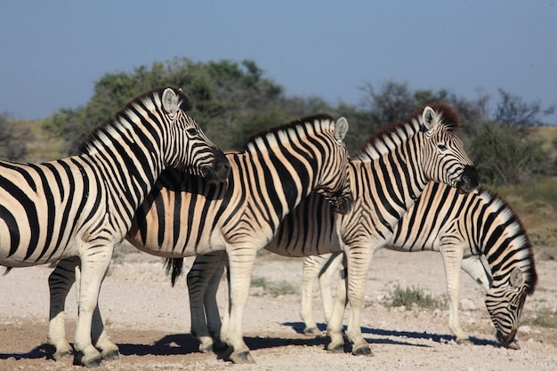 Zebras no campo contra o céu.