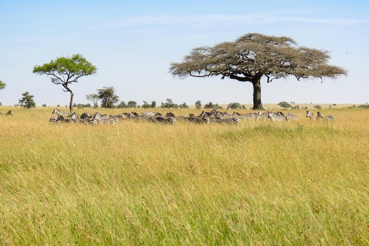 Foto zebras no campo contra o céu