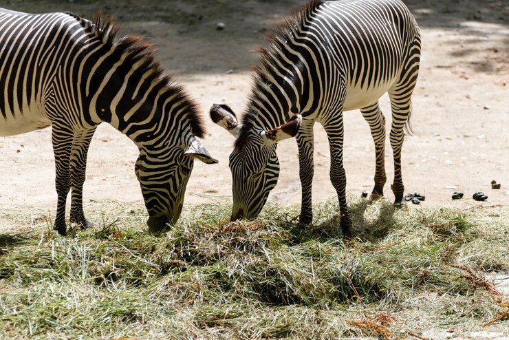 Foto zebras no campo