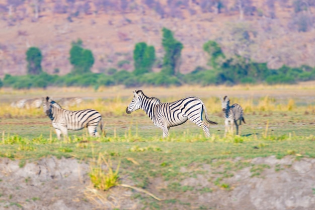 Zebras no parque nacional de chobe, botswana. wildlife safari nos parques nacionais africanos e reservas de vida selvagem.