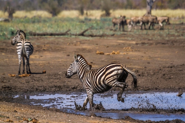 Zebras no parque nacional