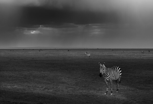 Zebras no pasto