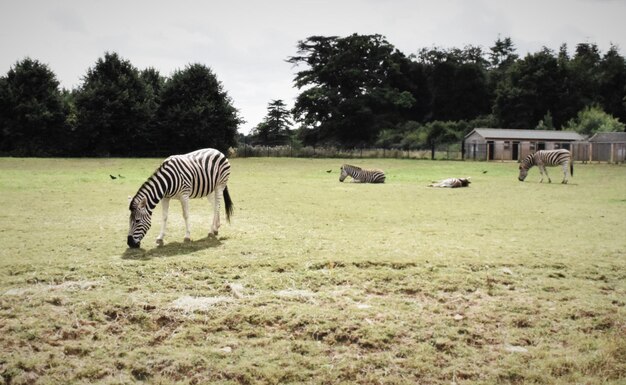 Foto zebras pastando en el campo contra los árboles