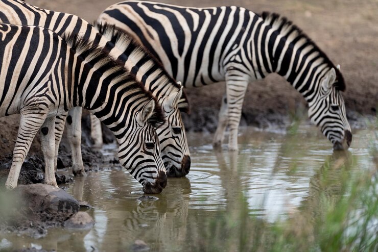 Foto zebras de pie en el agua