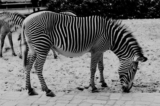 Zebras de pie en un campo