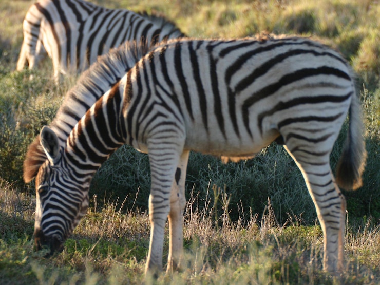 Foto zebras de pie en el campo